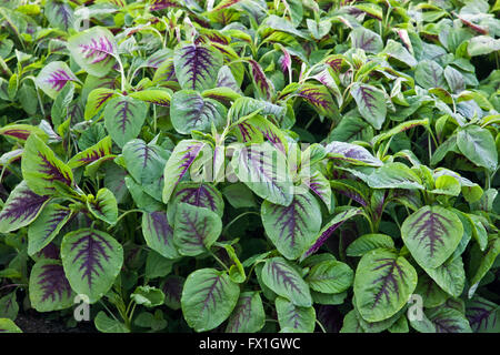 Jan choi, spinaci cinesi in crescita in serra. Foto Stock