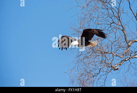 Aquila calva di decollare dal nido Foto Stock