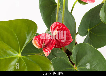 Anthurium fioritura delle piante con splendidi fiori su sfondo bianco Foto Stock