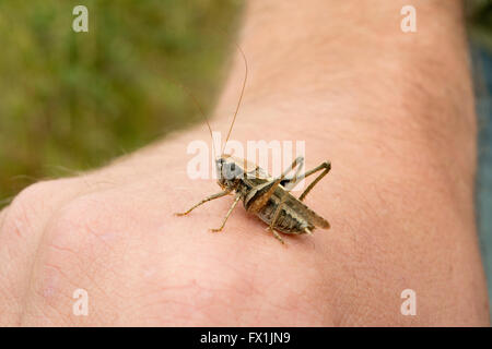 Boccola grigia cricket Platycleis albopunctata sulla mia mano Foto Stock