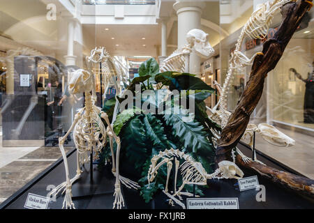 L'uomo ha fatto fossili esposti in un centro commerciale per lo shopping nella città di Oklahoma, Oklahoma, Stati Uniti d'America. Foto Stock