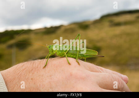 Femmina grande macchia verde cricket sulla mia mano Foto Stock