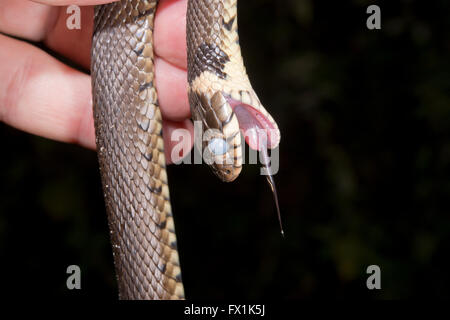 Biscia Natrix natrix feigning morte Foto Stock