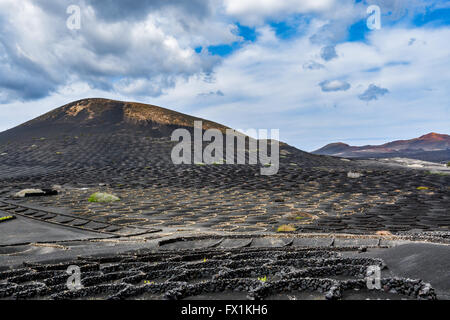 Uva tipica coltivazione in La Geria area su Lanzarote Island sotto la magnifica nuvole, Isole Canarie, Spagna Foto Stock