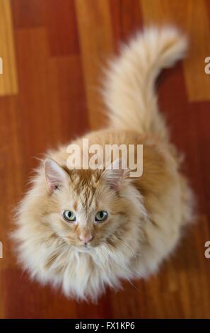 Un bel giallo lanuginoso cat seduto su un pavimento di legno, guardando verso l'alto. Foto Stock