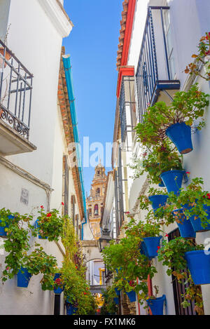 Tipico di windows con griglie e fiori decorativi nella città di Cordoba, Spagna Foto Stock