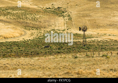 Wind powered pozzo di acqua fornisce una borsa serbatoio di acqua su un ranch in Eastern Washington Foto Stock