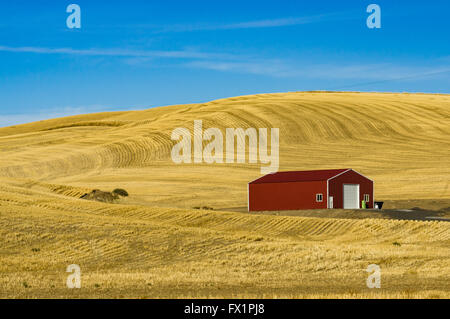 Granaio rosso nel mezzo di un campo di grano in Eastern Washington. San Giovanni, Washington Foto Stock