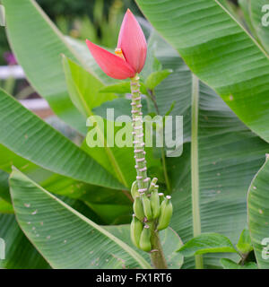 Ornamentali a banana Foto Stock