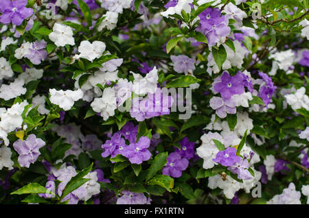 Brunfelsia Australis (ieri oggi e domani fiore) Foto Stock