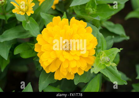 Zinnias in fiore in giardino Foto Stock