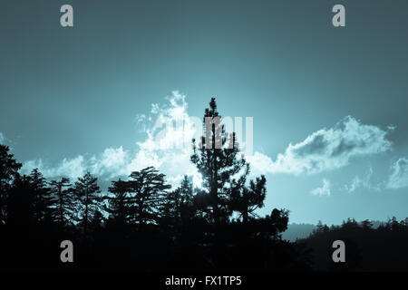 Retro-illuminato foresta tono blu silhouette come sole catture sul passaggio di nuvole illuminazione il cielo sopra Foto Stock