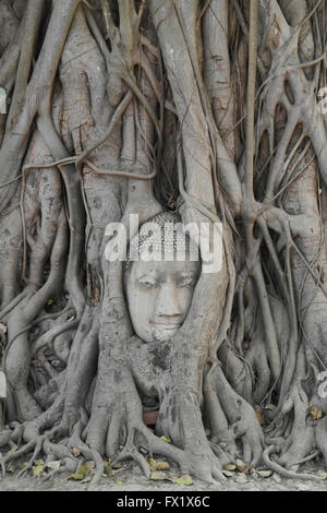 Testa di Buddha in un albero a Wat Mahatat, Ayutthaya - Thailandia Foto Stock