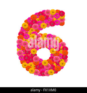 Numero 6 realizzato da fiori Zinnias Foto Stock