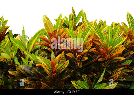 Codiaeum variegatum lascia isolati su sfondo bianco Foto Stock