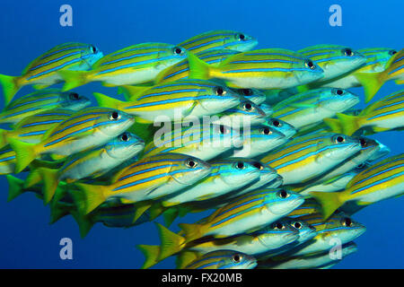 Scuola di Blue-rigato Lutiani (Lutjanus Kasmira) contro acqua blu. Mansuar Raja Ampat, Indonesia Foto Stock
