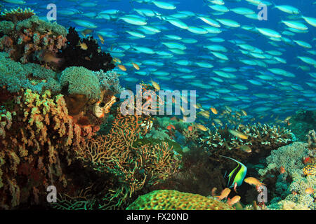 La scolarizzazione Fusiliers oltre una colorata barriera corallina. Gam, Raja Ampat, Indonesia Foto Stock