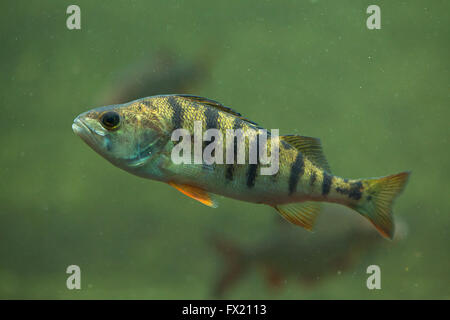 Unione pesce persico (Perca fluviatilis) a Budapest Zoo in Budapest, Ungheria. Foto Stock