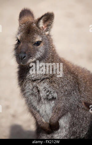Rosso-un wallaby dal collo (Macropus rufogriseus), noto anche come il Bennett's wallaby a Budapest Zoo in Budapest, Ungheria. Foto Stock