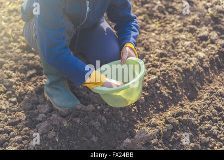 Donna semina Cipolle in orto biologico, giovane femmina adulta di piantare semi in terreno arabile. Foto Stock