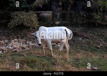 Bufalo indiano di acqua in un campo in Cambogia Foto Stock