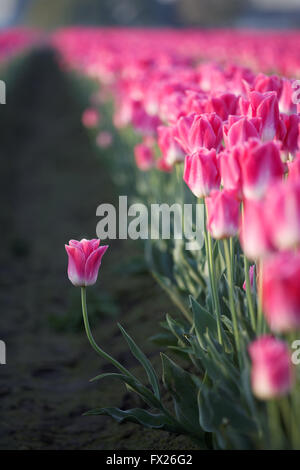 Una rosa tulip levandosi in piedi fuori dalla fila, Mount Vernon, Skagit Valley, Skagit County, Washington, Stati Uniti d'America Foto Stock