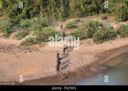 Bufalo d'acqua lungo le rive del fiume Mekong nel nord della Thailandia Foto Stock