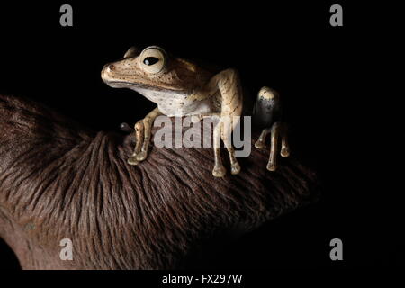 Brown raganella sat sul ramo Foto Stock