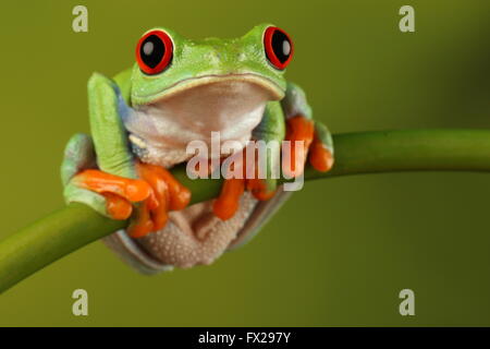 Red-eyed raganella sat sul bambù Foto Stock