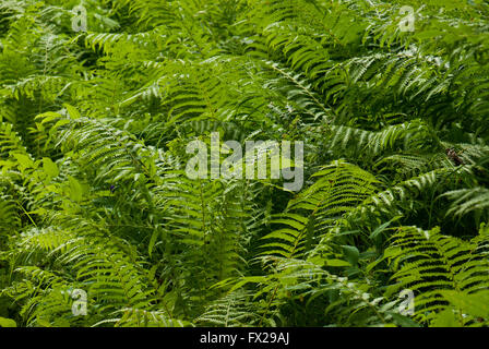 Felci nella foresta in Alaska, Alaska, STATI UNITI D'AMERICA Foto Stock