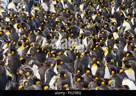 Pinguino reale (Aptenodytes patagonicus) colonia, St Andrews Bay, Isola Georgia del Sud Foto Stock