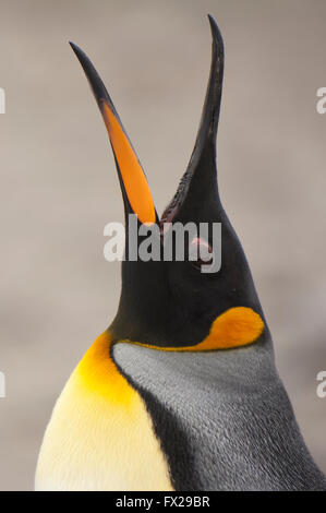 Pinguino reale (Aptenodytes patagonicus) callling, St Andrews Bay, Isola Georgia del Sud Foto Stock