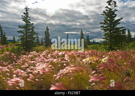 Scoiattolo selvatico-coda di erba in Alaska, STATI UNITI D'AMERICA Foto Stock