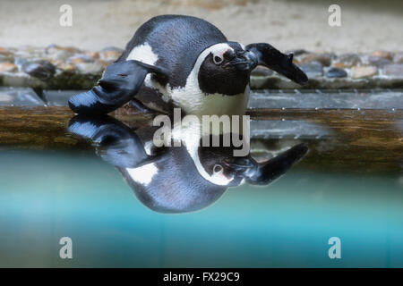 Africani o dei pinguini Jackass penguin (Spheniscus demersus) riflettendo in acqua Foto Stock