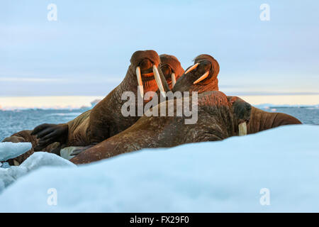 Gli ultimi raggi di sole di sera colpisce un gruppo di trichechi (Odobenus rosmarus, Wrangel Island, Chuckchi Mare, Chukotka Foto Stock