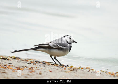 White Wagtail in appoggio sul terreno Foto Stock