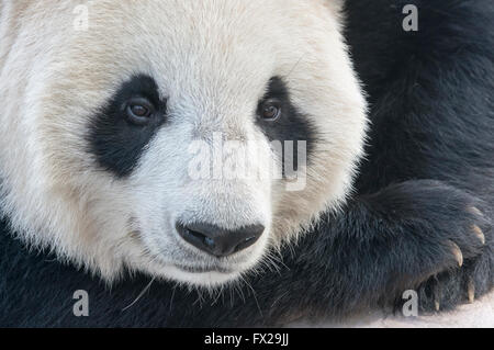 Adulto Panda Gigante (Ailuropoda melanoleuca), Cina conservazione e centro di ricerca per la Panda Giganti, Chengdu Sichuan, Cina Foto Stock
