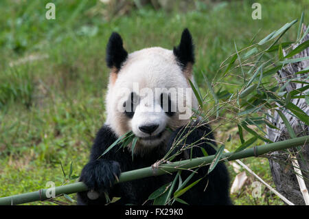 Adulto Panda Gigante (Ailuropoda melanoleuca), Cina conservazione e centro di ricerca per la Panda Giganti, Chengdu Sichuan, Cina Foto Stock