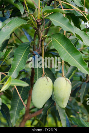 Green Mango su albero Foto Stock