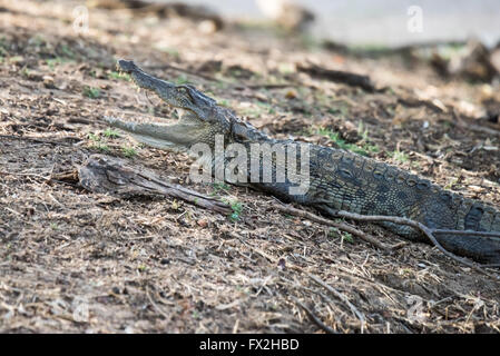 Sub coccodrillo per adulti in cerca di alimenti Foto Stock