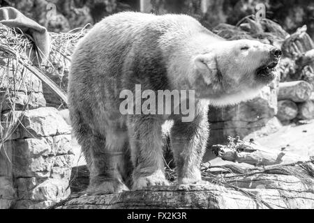 Orso polare (Ursus maritimus) Foto Stock