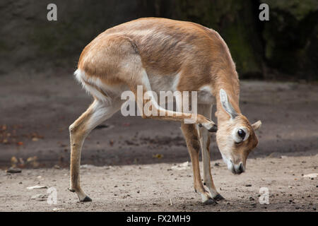 Blackbuck indiano (Antilope cervicapra) a Budapest Zoo in Budapest, Ungheria. Foto Stock