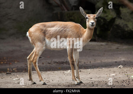 Blackbuck indiano (Antilope cervicapra) a Budapest Zoo in Budapest, Ungheria. Foto Stock