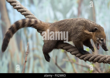 Sud Americana coati (Nasua nasua), noto anche come l'anello-tailed coati a Budapest Zoo in Budapest, Ungheria. Foto Stock