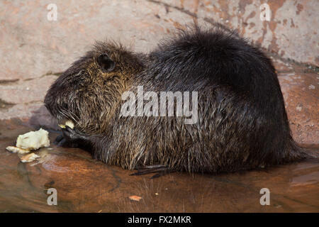 (Coypu Myocastor coypus), noto anche come il fiume di ratto o di nutria a Budapest Zoo in Budapest, Ungheria. Foto Stock