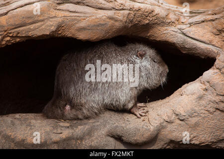 (Coypu Myocastor coypus), noto anche come il fiume di ratto o di nutria a Budapest Zoo in Budapest, Ungheria. Foto Stock