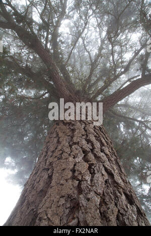 Ricerca di un vecchio pino di Monterey tree dove la parte superiore è nella nebbia Foto Stock