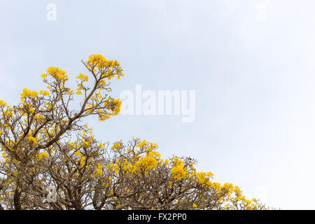 Argento struttura a campana con il ramo e fiori di colore giallo Foto Stock