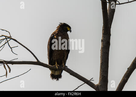 Serpente Crested Eagle è una di medie dimensioni rapace che si trova in habitat forestale in Asia tropicale Foto Stock