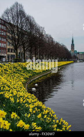 Amburgo, Germania. Decimo Apr, 2016. Giunchiglie crescere a Binnenalster o interna del Lago Alster Amburgo, Germania, 10 aprile 2016, con il municipio raffigurato in background. Foto: LUKAS SCHULZE/dpa/Alamy Live News Foto Stock